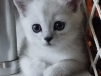 British shorthair sahiplendirme