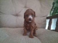 Mini Irk Poodle