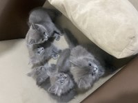 British longhair ve shorthair