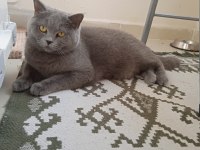British shorthair dişi