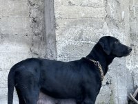 40 günlük labrador yavruları
