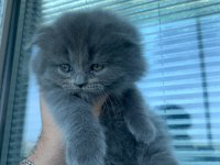 55 günlük erkek yavrulara british longhair