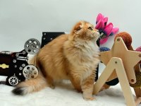Scottish fold anne ve baba full şecereli elite pet