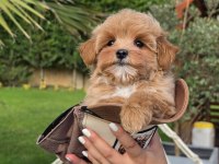 Akıllı ve Tüy Dökmeyen Karakteriyle Maltipoo Yavrusu