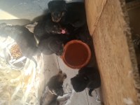 Mükemmel kalitede rottweiler bebeklerimiz için acele edin