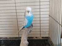 Yavru yapan jumbo muhabbet kuşlar