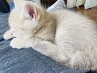 3 aylık british shorthair yavru
