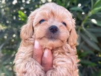 MALTİPOO ŞEKER Mİ ŞEKERLER