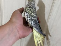 52 GÜNLÜK FUL EVCİL KUSURSUZ BEBEK SULTAN