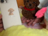 Orjinal Toy Poodle Yavrumuz 
