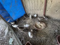 Etlik Bıldırcın ve kuluçkalık döllü yumurta
