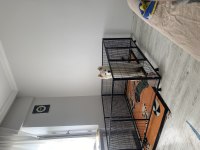 Orjinal anne baba şecereli annenin babanın samoyed yavrusu