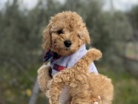 Brown toy poodle dişi