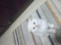 Güzel gözlü scottish fold kedimiz