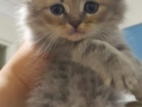 Sahiplendirilecek 5 tane cins kedi scottish fold