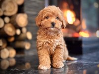 Maltipoo Bebeklerimiz Enfes Güzellikte