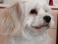 ÜCRETSİZ 3 YAŞINDA KÖPEĞİMİZ
