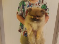 Pomeranian boo