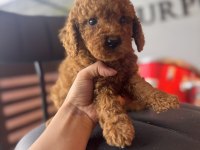 ANTİALERJİK TOY POODLE BEBEKLER