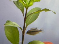 Takas veya sahiplendirme kribensis