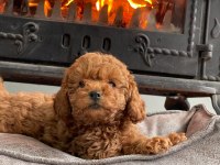 Oyuncak Ayıcık Görünümlü Red Poodle Yavrularımız 
