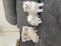 2 aylık british longhair bebekler