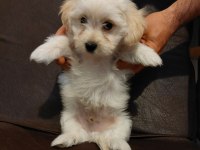 Sevgi dolu Morkie yavruları