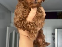 Ailemizde Büyüyen Toy Poodle Yavrularım