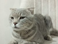 Scottish fold sahiplendirme görüşülür