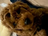 Kore Toy Poodle