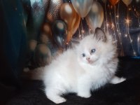 Okyanus ötesinden ragdoll