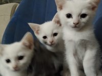 3 aylık british mavi göz erkek