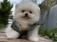 Üst kalite ayı surat Pomeranian boo yavrular