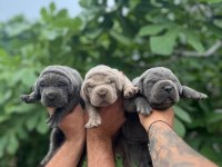 A Kalite Cane Corso Yavrularım