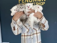 KEDİCİDEN MÜKEMMEL IRK YAVRU KEDİLERİMİZ ANKARA