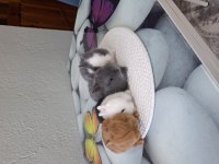 Cüce tavşan ev ortamından