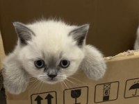 Safkan 2 Aylık British Shorthair Blue Point