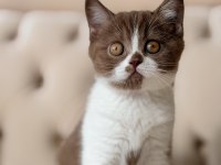Cinnamon Bicolor Dişi British Shorthair