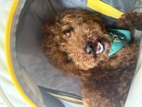 Toy poodle 11 aylık