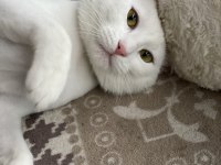 6 aylık ankara kedisi