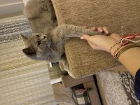 British Shorthair Gri 2 Yaşında Dişi