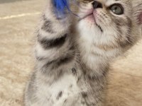 3 Dişi ve 1 Erkek British Shorthair Yavrular
