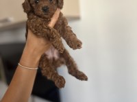 En küçük boy, gerçek red brown renginde poodle