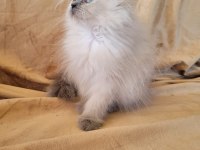 AYICIK SURAT KEDİMİ ÜCRETSİZ SAHİPLENDİRME YAPIYORUM