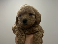 45 günlük poodle yavrular
