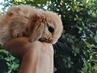 Orjinal cüce dwarf hollanda lop ve teddy lop tavşanlarımız