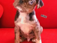 Egzotik Renk Merle Pug Mops Bebekler