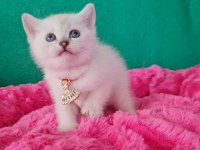 Bluepoint British Shorthair Dişi Yavrumuz Gitmeye Hazır