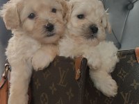 0 numara maltipoo bebekler