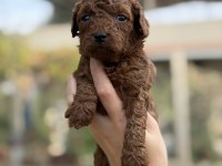 Sevgi ile büyüyen poodle yavrularım yeni ailelerini arıyor
